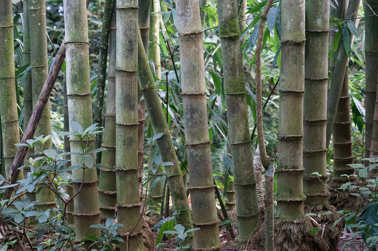 How to Plant and Grow Bamboo